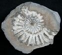 White Pleuroceras Ammonite - Germany #6161-2